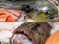 Kaufinger Stra&szlig;e 01-05: Galeria Kaufhof am Marienplatz Frische Fische, Fisch-Spezialit&auml;ten, Hummer, Kaviar, Salate Foto: Marika-Laila Maisel